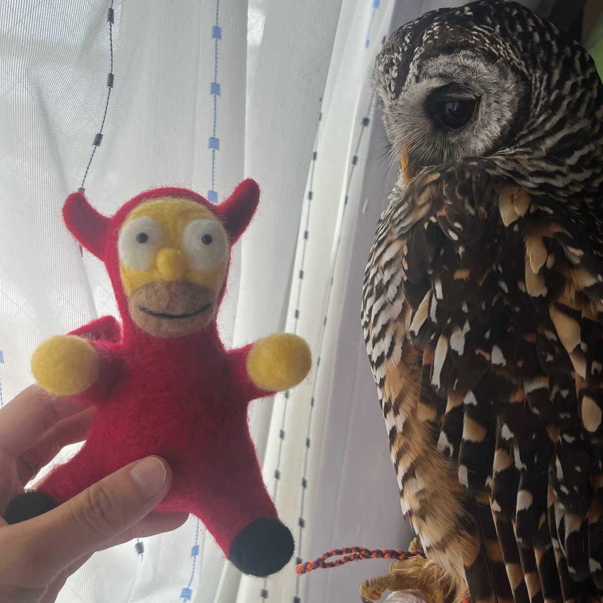 ふくそむ🦉🐍 tweet media