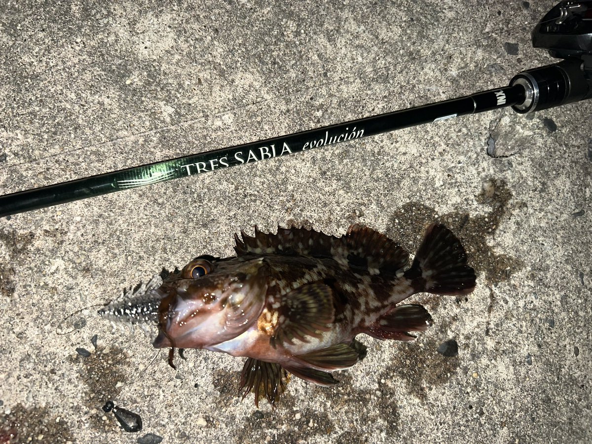 kajinao@INX.label Social Ambassador tweet media