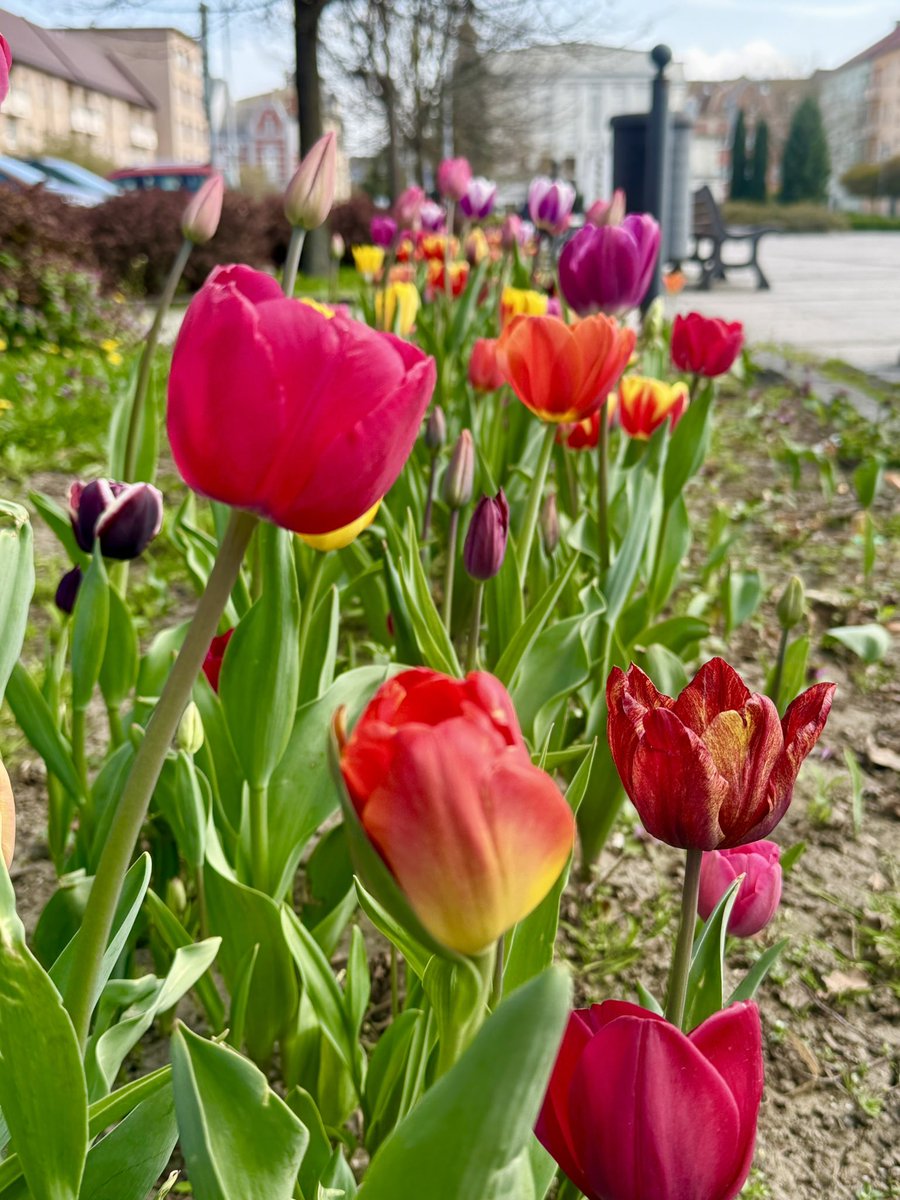 Bohumín_news tweet media