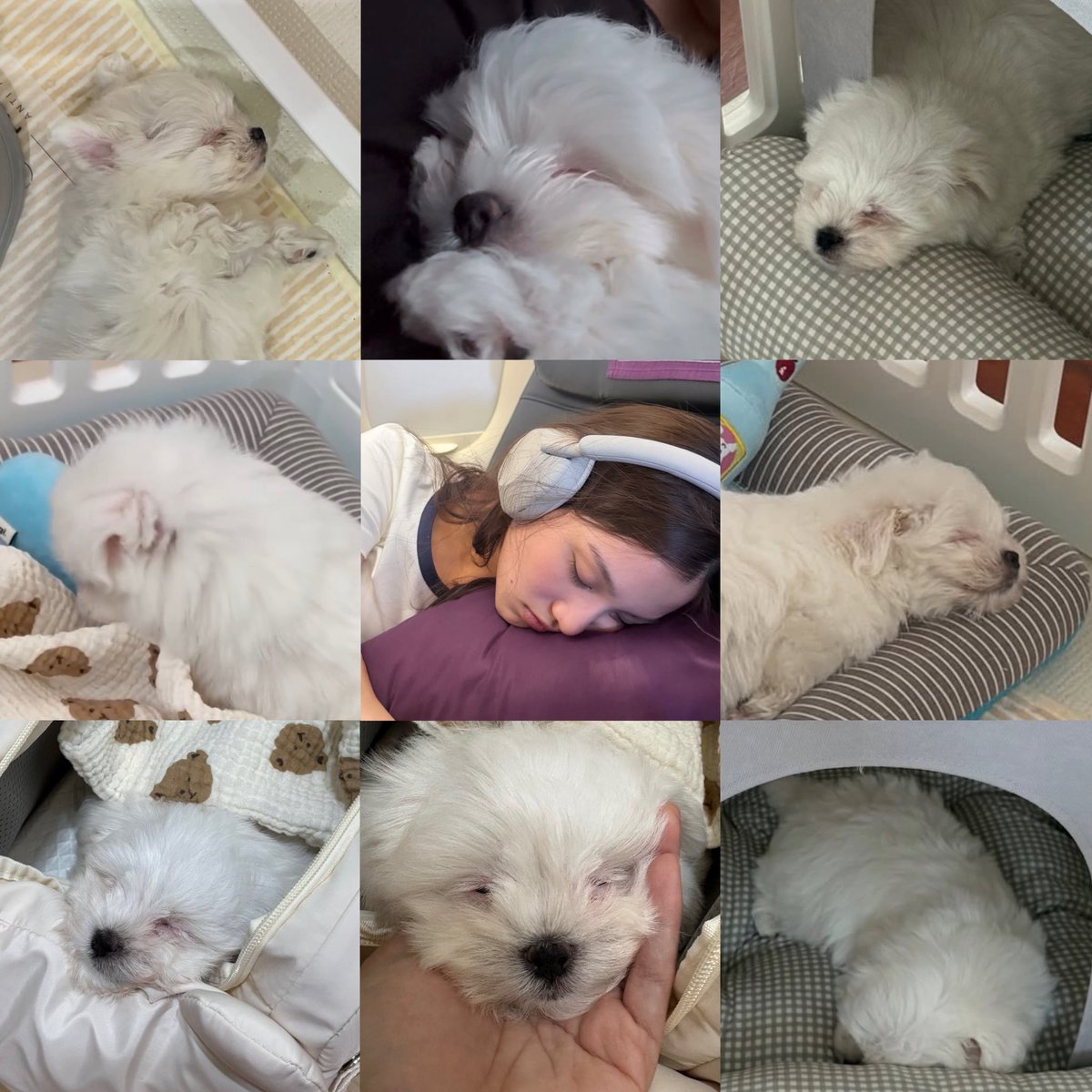 bing b nya bonnie tweet media