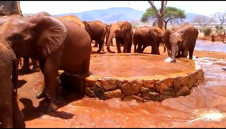 goldfishpr's tweet image. Broken News🍒
Low hanging fruits edition:

Kenya is set to host two of Hollywood greats as they shoot a movie called #RedCard this summer 2026.

Red Card  is a high-stakes action thriller inspired by real events in wildlife and human trafficking.

#DjimonHounsou stars as Max