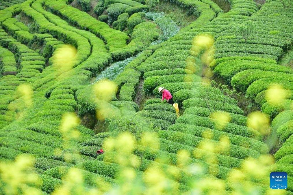 ChinaEUMission's tweet image. As early spring arrives, a hint of chill still lingers in the mountains, and #tea farmers set out at dawn, carefully picking tender buds still touched with dew.

By the time this delicate fragrance settles into your cup, #spring has taken on a tangible form.
#China