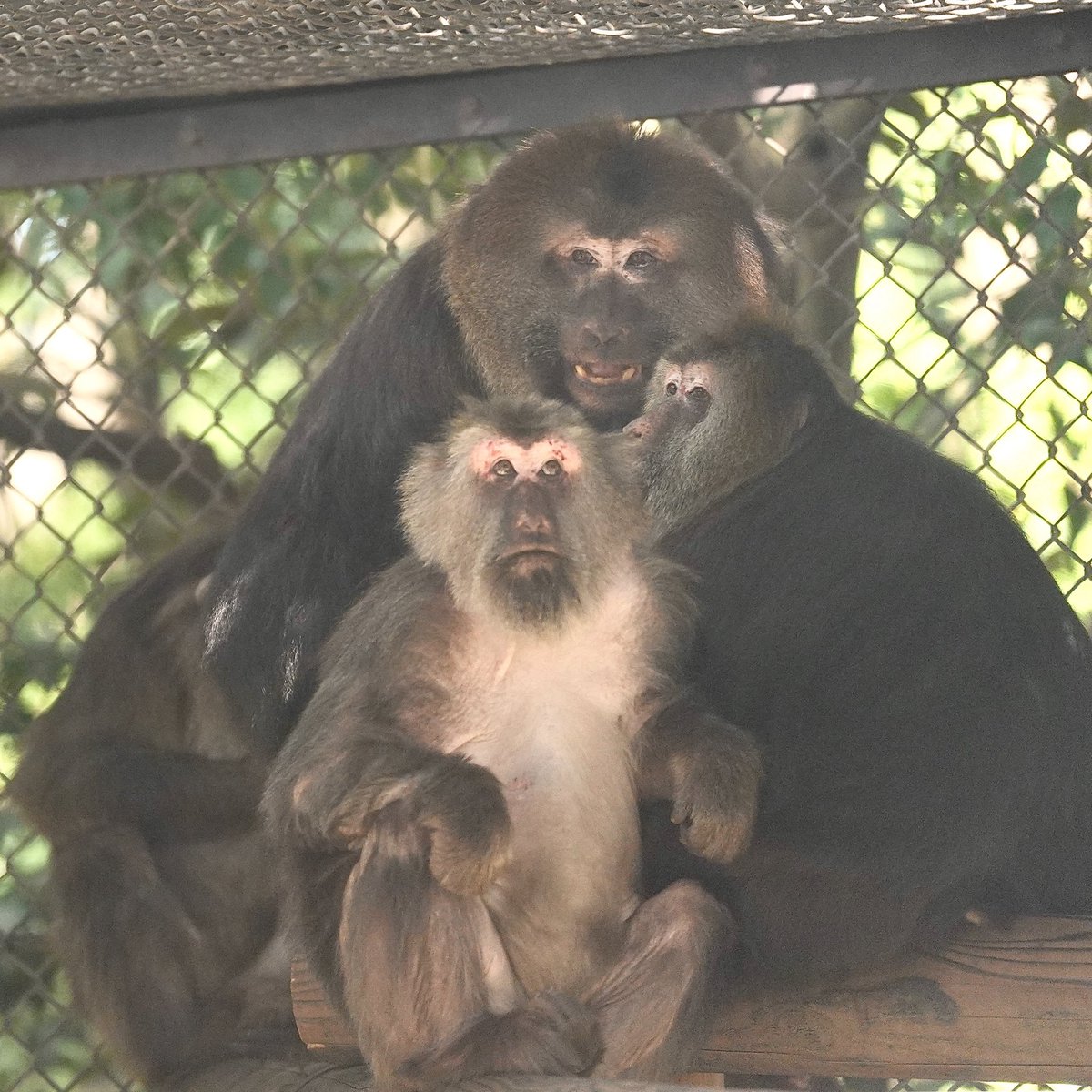 やえち tweet media