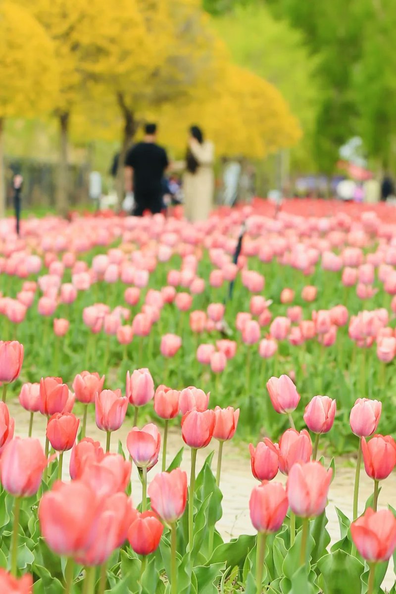 吴家碧玉（互） tweet media