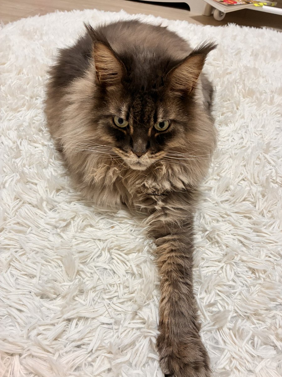 にんにこ🥕 tweet media