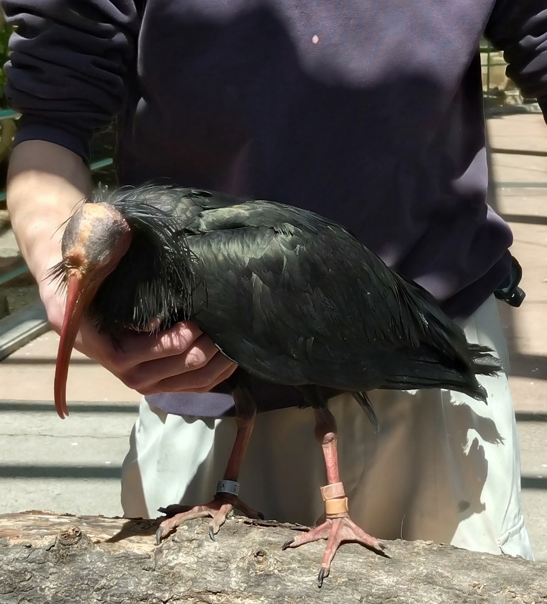 hiro00539031's tweet photo. @chausuyamazoo 野毛山っ子のホウちゃん🦤
とっても甘えん坊さんでガイド中も飼育員さんのナデナデにうっとり💕茶臼山でも幸せにね😊 https://t.co/IybT6DEGtj