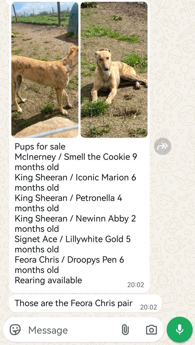 figjamben's tweet photo. Pups for sale. https://t.co/TOgJOO1Jd8