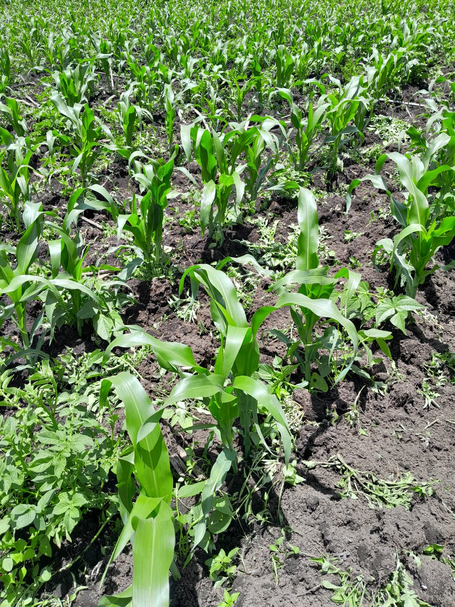 Which type of soil is this bakule.