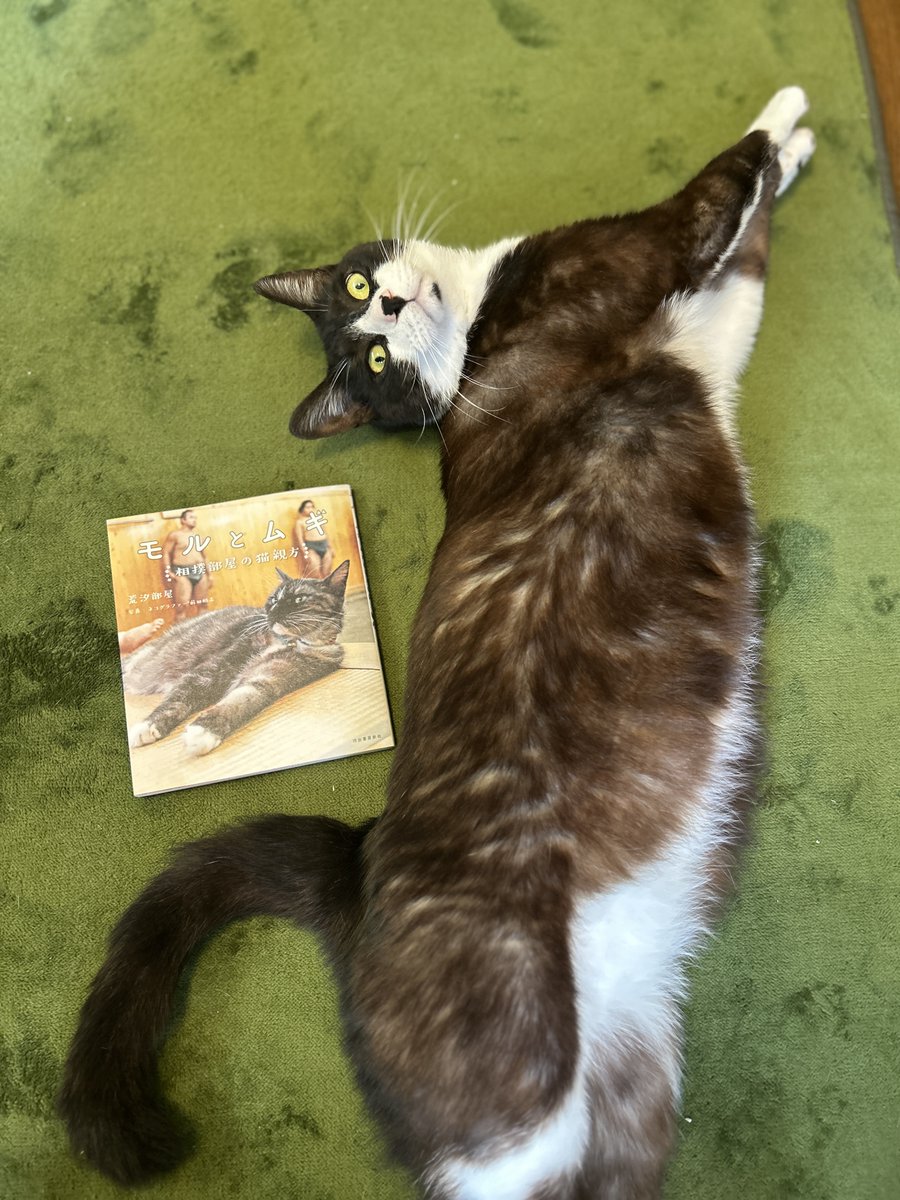 保護猫カフェCAPOT tweet media