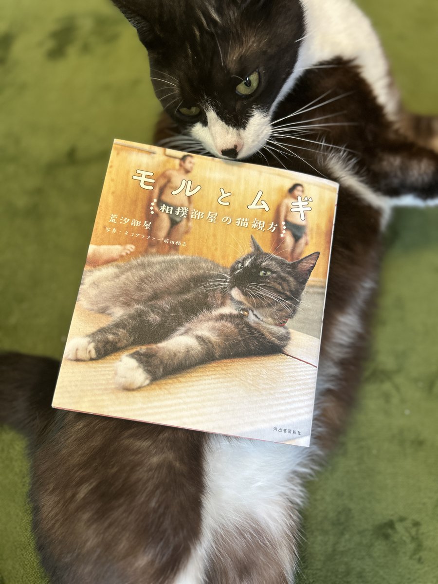 保護猫カフェCAPOT tweet media