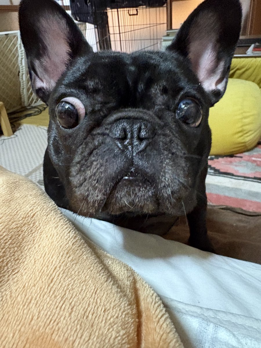 nono@buhi tweet media