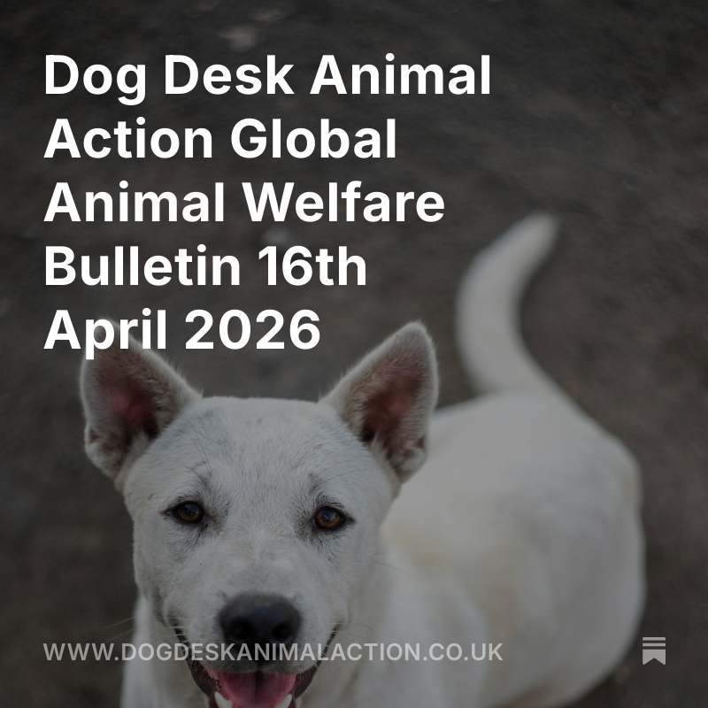 Dog Desk Animal Action tweet media