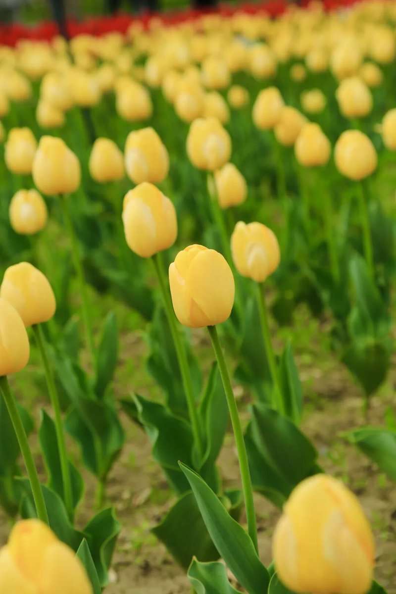 吴家碧玉（互） tweet media