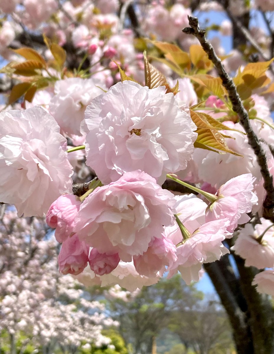 moremore tweet media