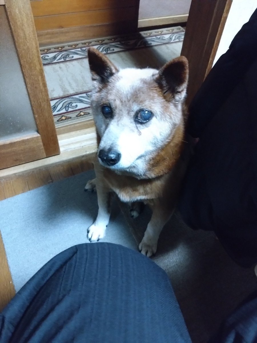 換毛期はスーツの敵