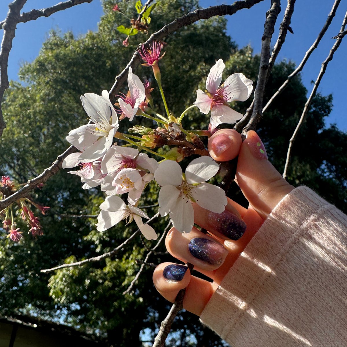 いちょう tweet media