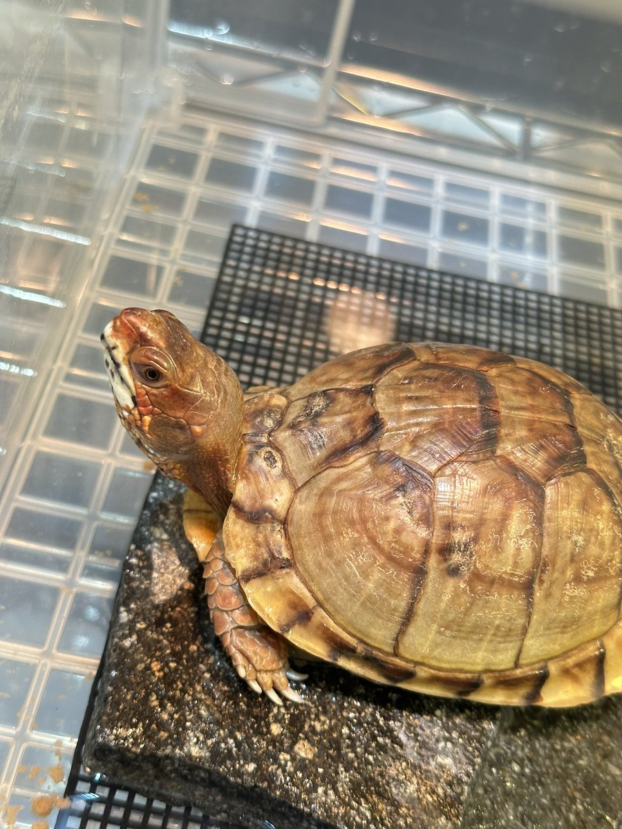 爬虫類ショップ 天和（tenwa_reptiles） tweet media