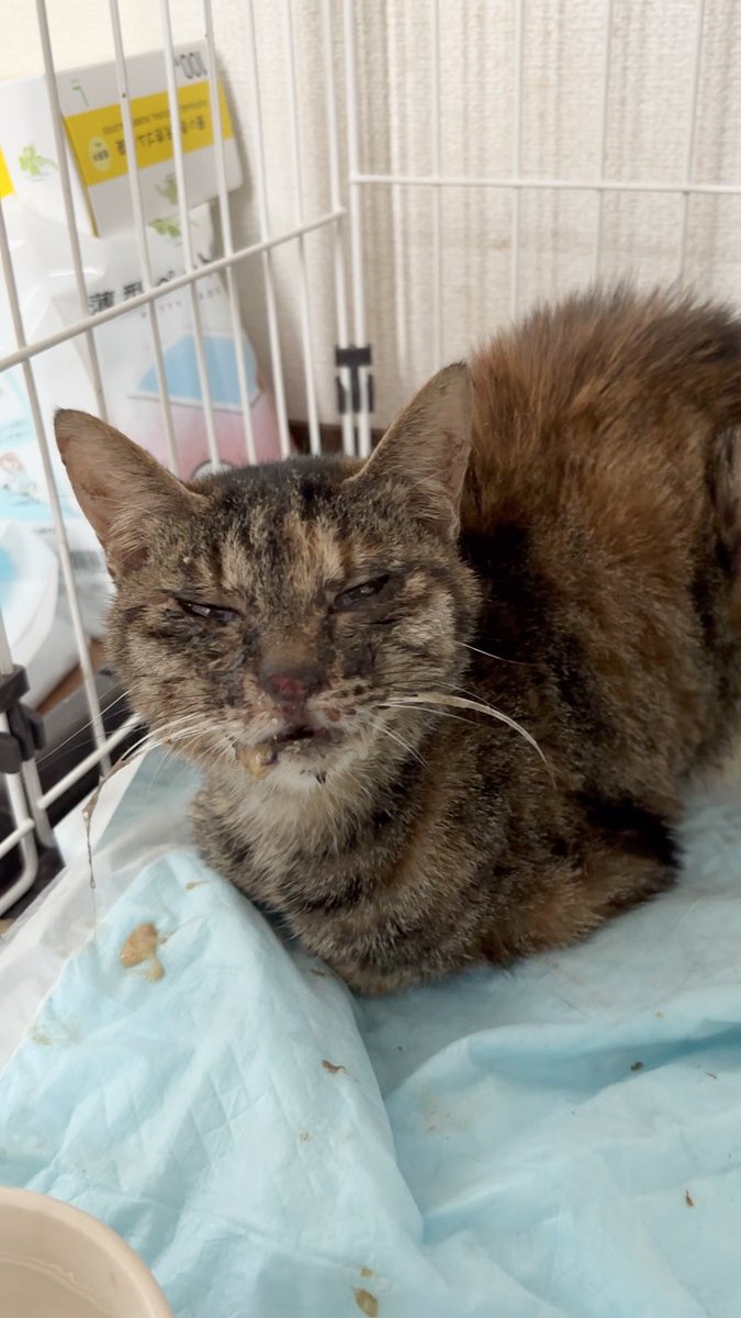 ねこのトラ tweet media