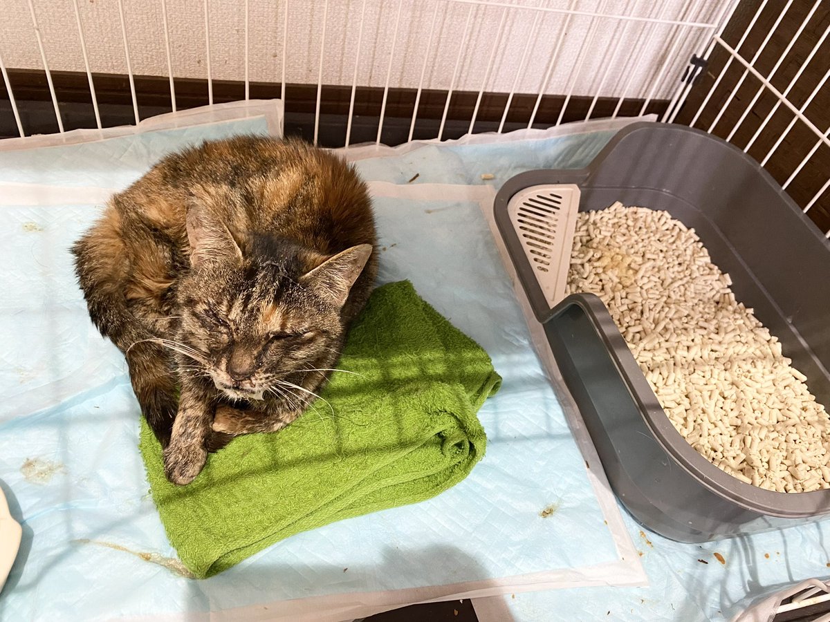 ねこのトラ tweet media