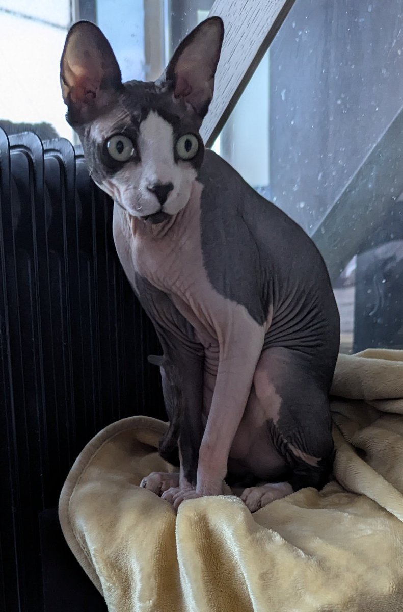 сирий дерун tweet media