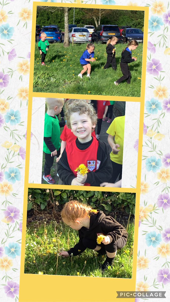lime_class's tweet photo. Collecting dandelions for Christopher Nibbles 🐹 https://t.co/HVlMefTvLP
