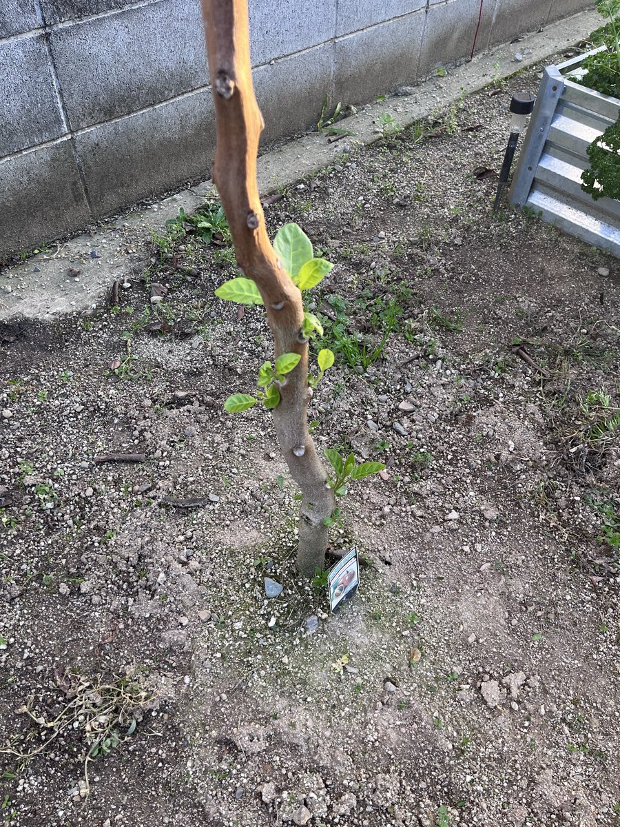 庭にいるルチン tweet media