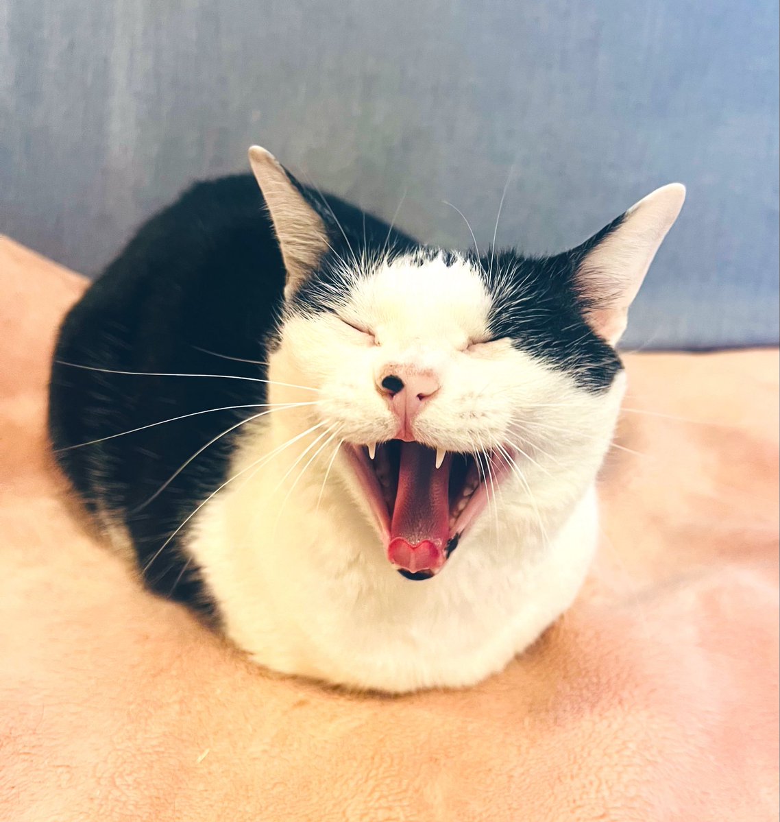 ソレイユ tweet media