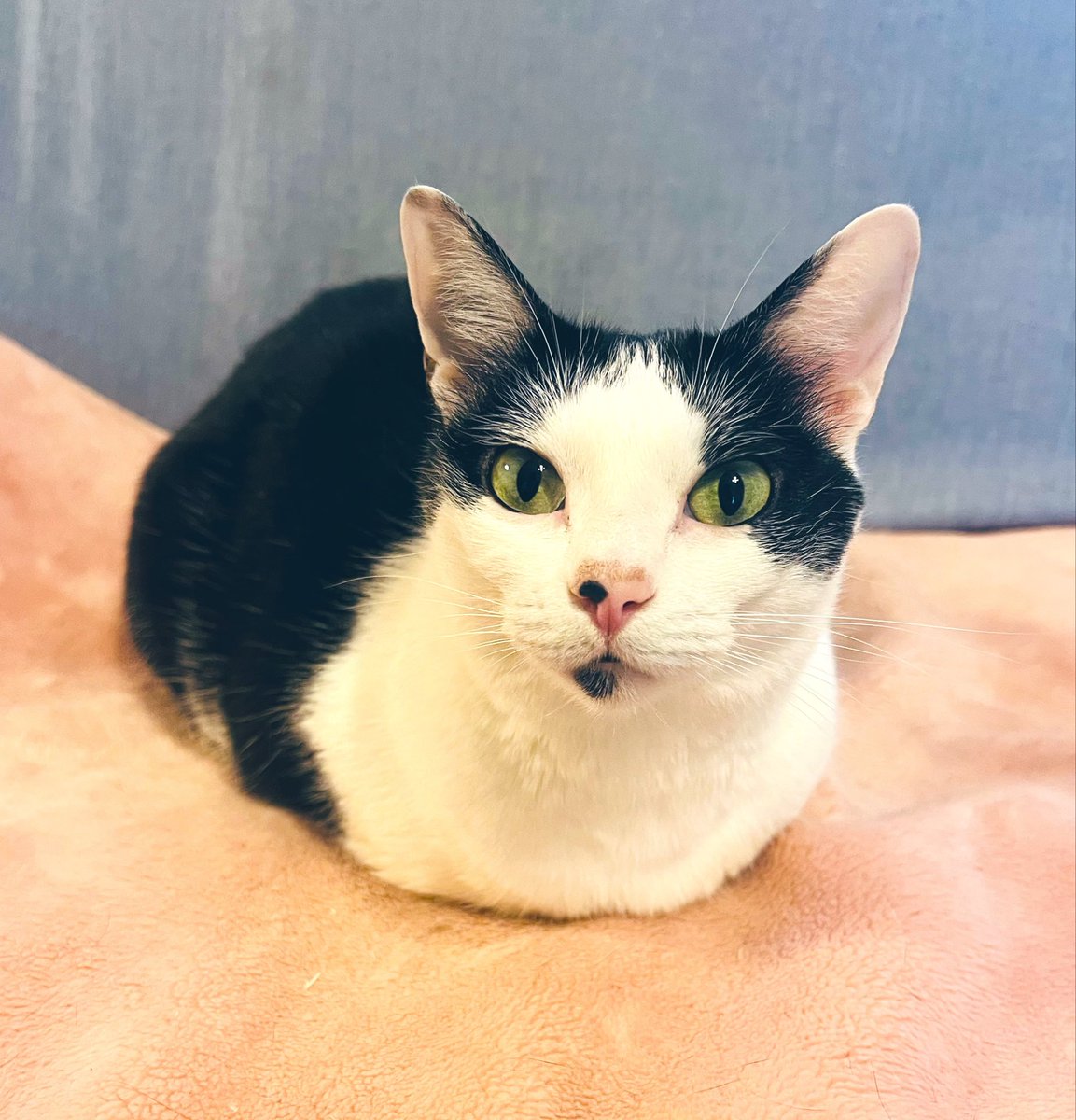 ソレイユ tweet media