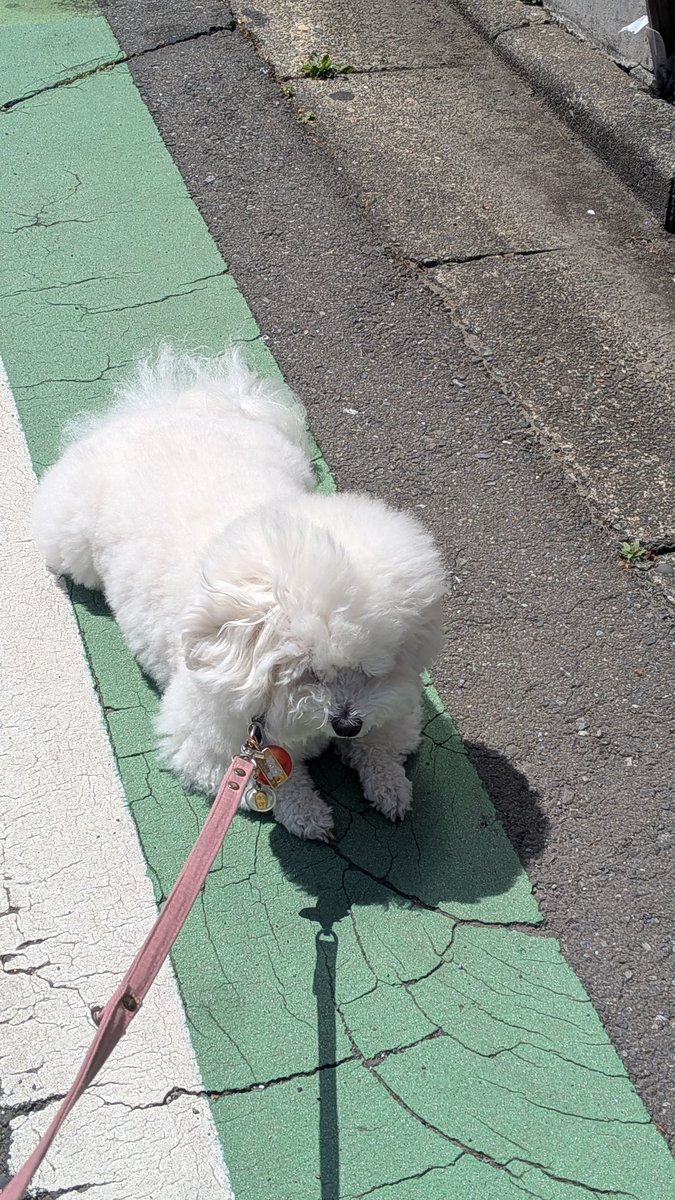 にこ🐶自称所沢のアイドル犬 tweet media