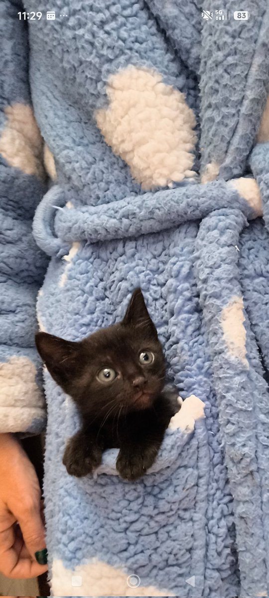 silbura's tweet image. Hoy hace un año que #Potter llegó a casa y os vais a hinchar a ver gatitos.