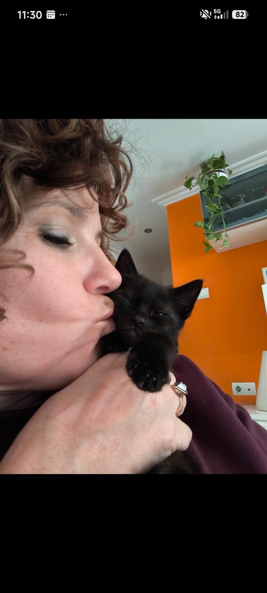 silbura's tweet image. Hoy hace un año que #Potter llegó a casa y os vais a hinchar a ver gatitos.