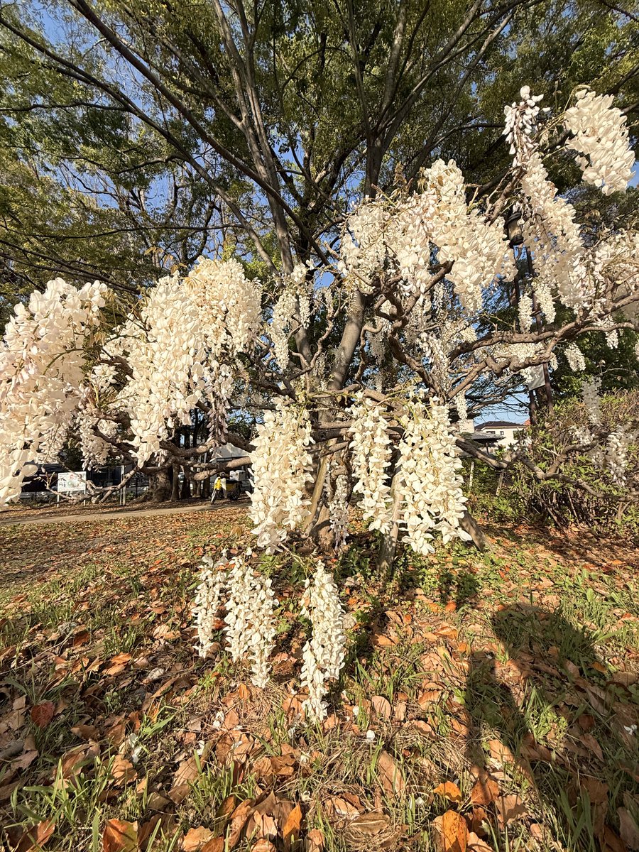 ミポロ tweet media