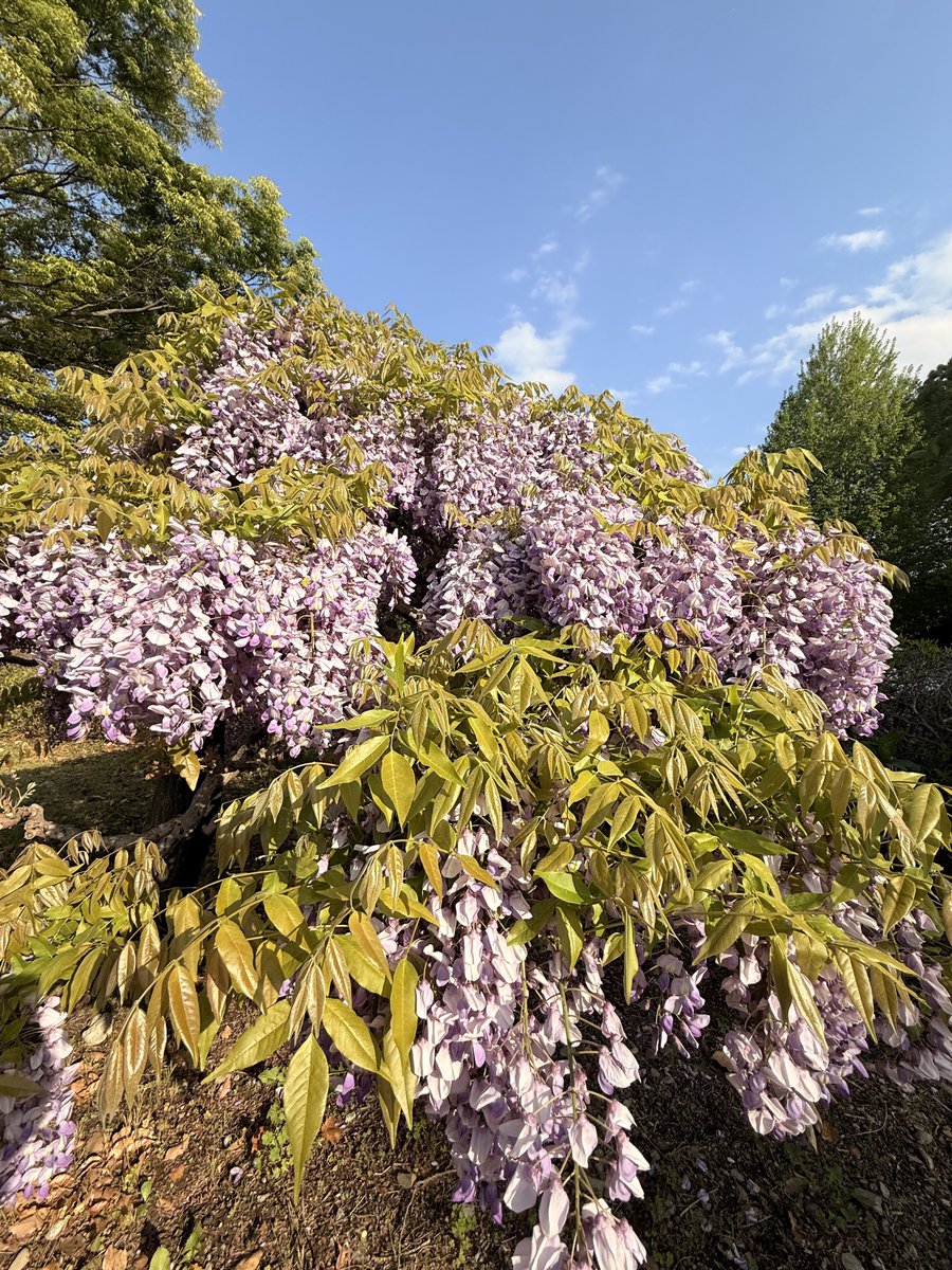 ミポロ tweet media