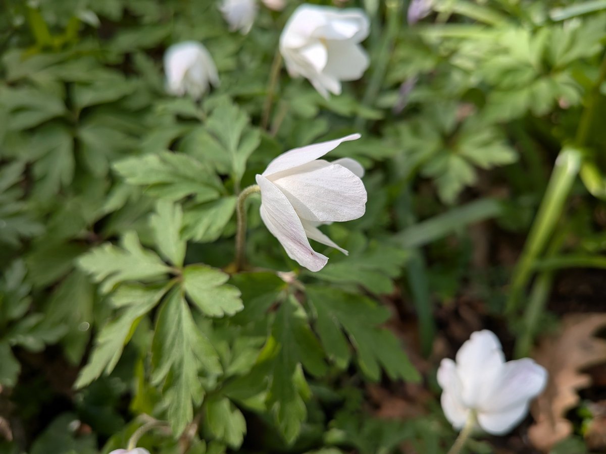 catecawley's tweet image. Greeks thought the #wood anemone was a gift from Eurus, god of the east wind. #Anemone derives from #Greek &amp;amp; means "windflower". #Gods of the Four Winds were called the Anemoi. Symbolises forgotten #love. Also, #wind crowfoot &amp;amp; thimbleweed. #FolkloreThursday