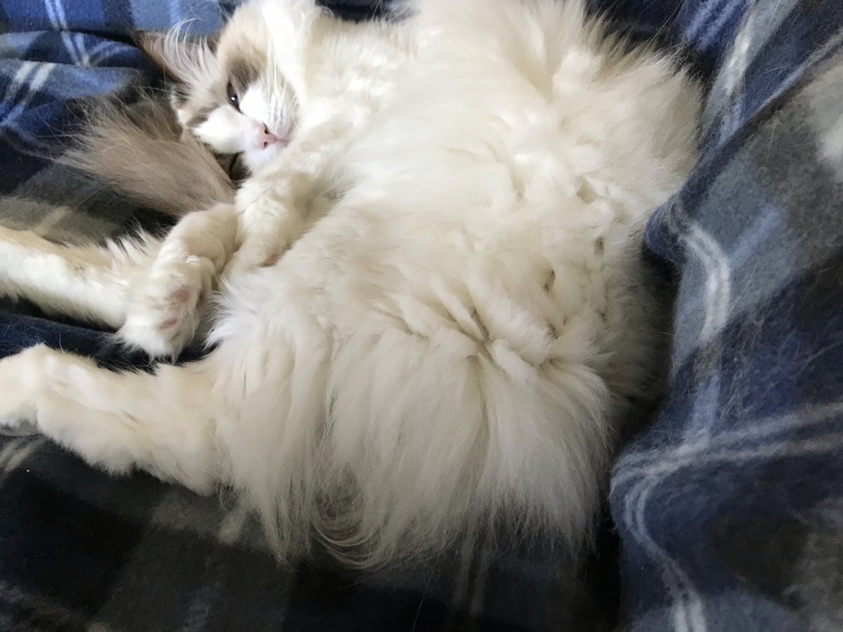 DaisyCatNine's tweet image. Read with me on #fluffyfursday! #amreading #amwriting

amazon.com/My-Life-Helen-…