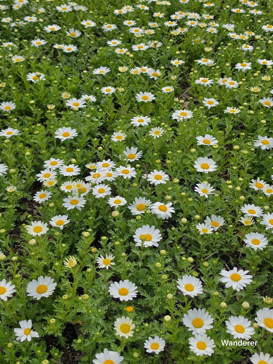 sukoya979's tweet image. Marguerite🌸💚🤍💚✨️☕️🌞🙏🏿#plants. ​#plantparent #flower