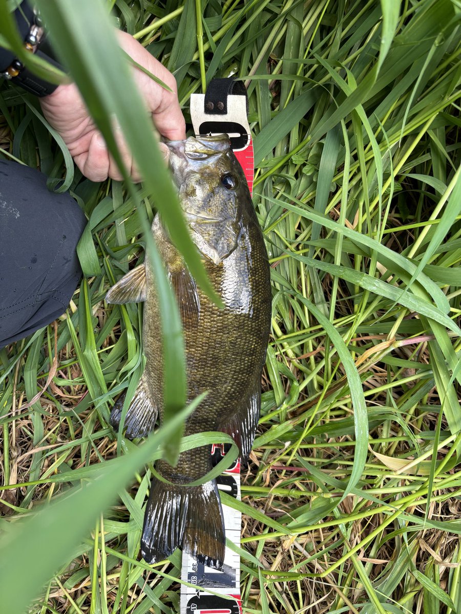 カズマル٩( 'ω' )و🎣 tweet media