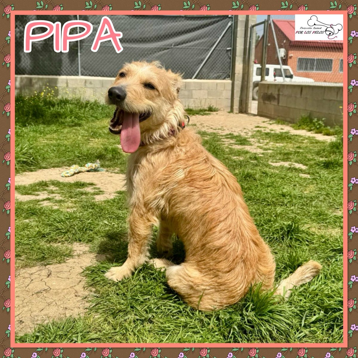 𝐏𝐎𝐑 𝐋𝐎𝐒 𝐏𝐄𝐋𝐎𝐒 tweet media