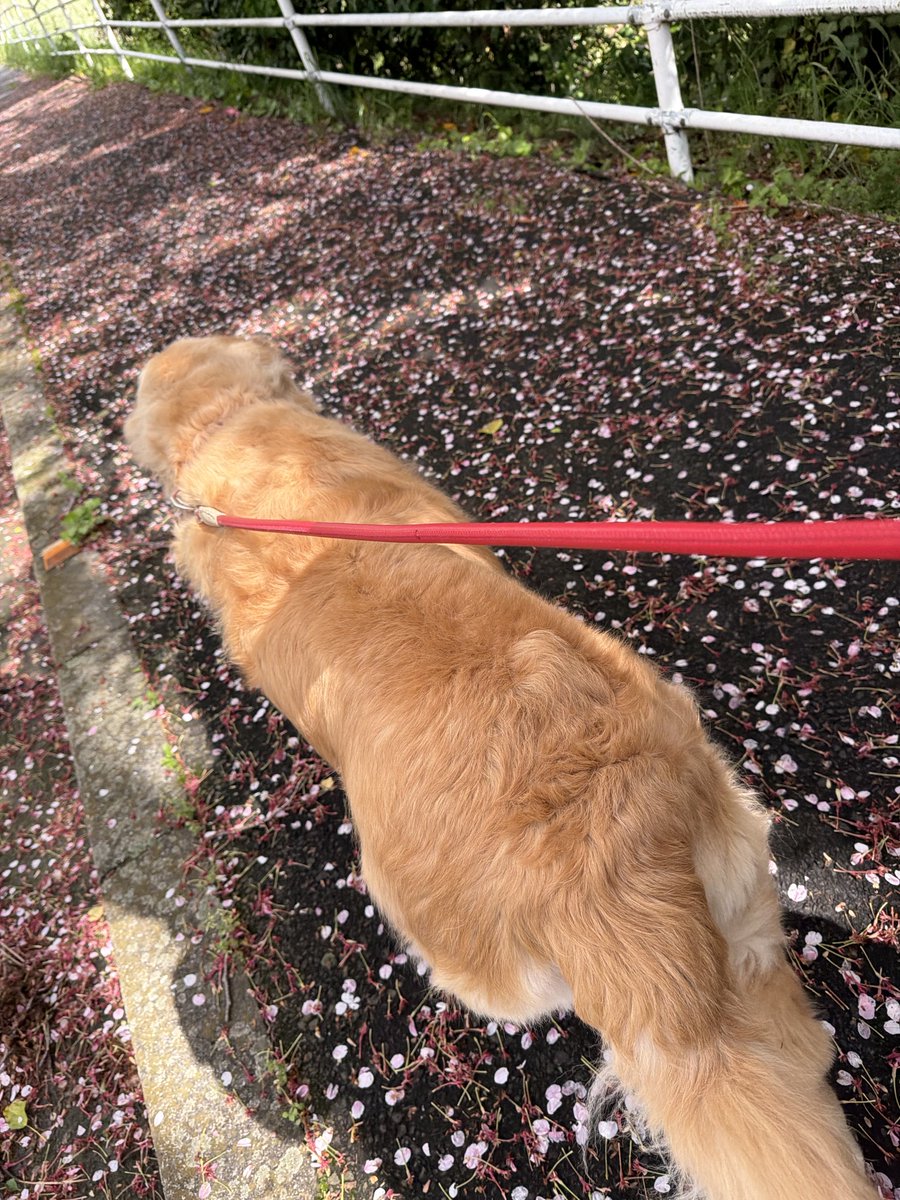 華 🐝𓂃𓈒𓏸︎︎︎︎ tweet media