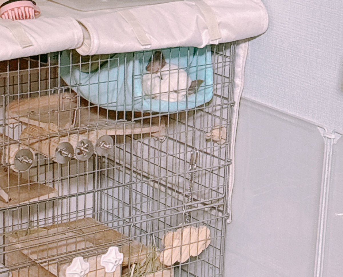 あおの🐭 tweet media