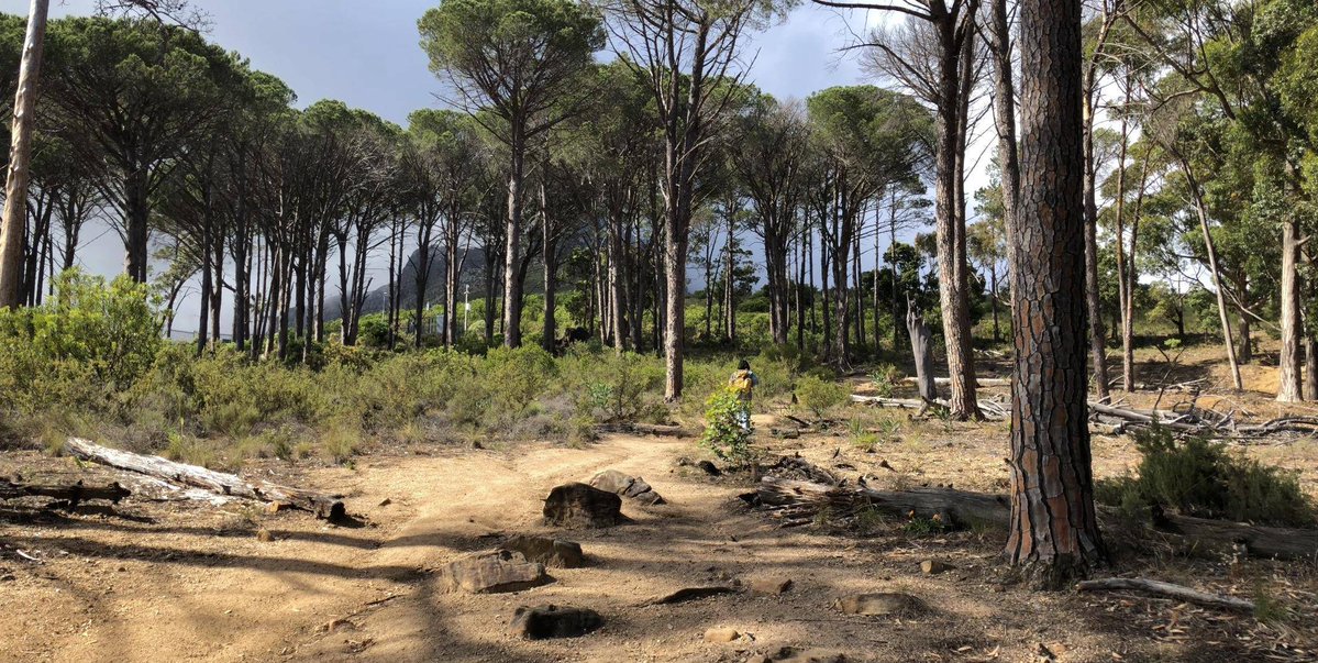jessica_pmt's tweet image. Sunrise hike to Table Mountain  Breathtaking 360° views of Cape Town! Ended with a warm coffee at the top—worth every step.  #AdventureAwaits #MountainViews
