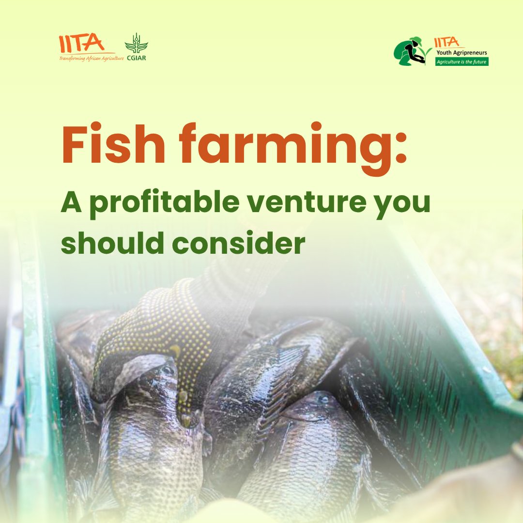 IITA Youth Agrip tweet media