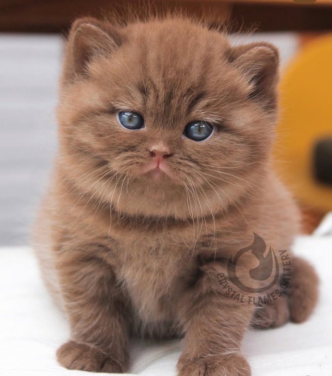 دکتر مندلیف tweet media