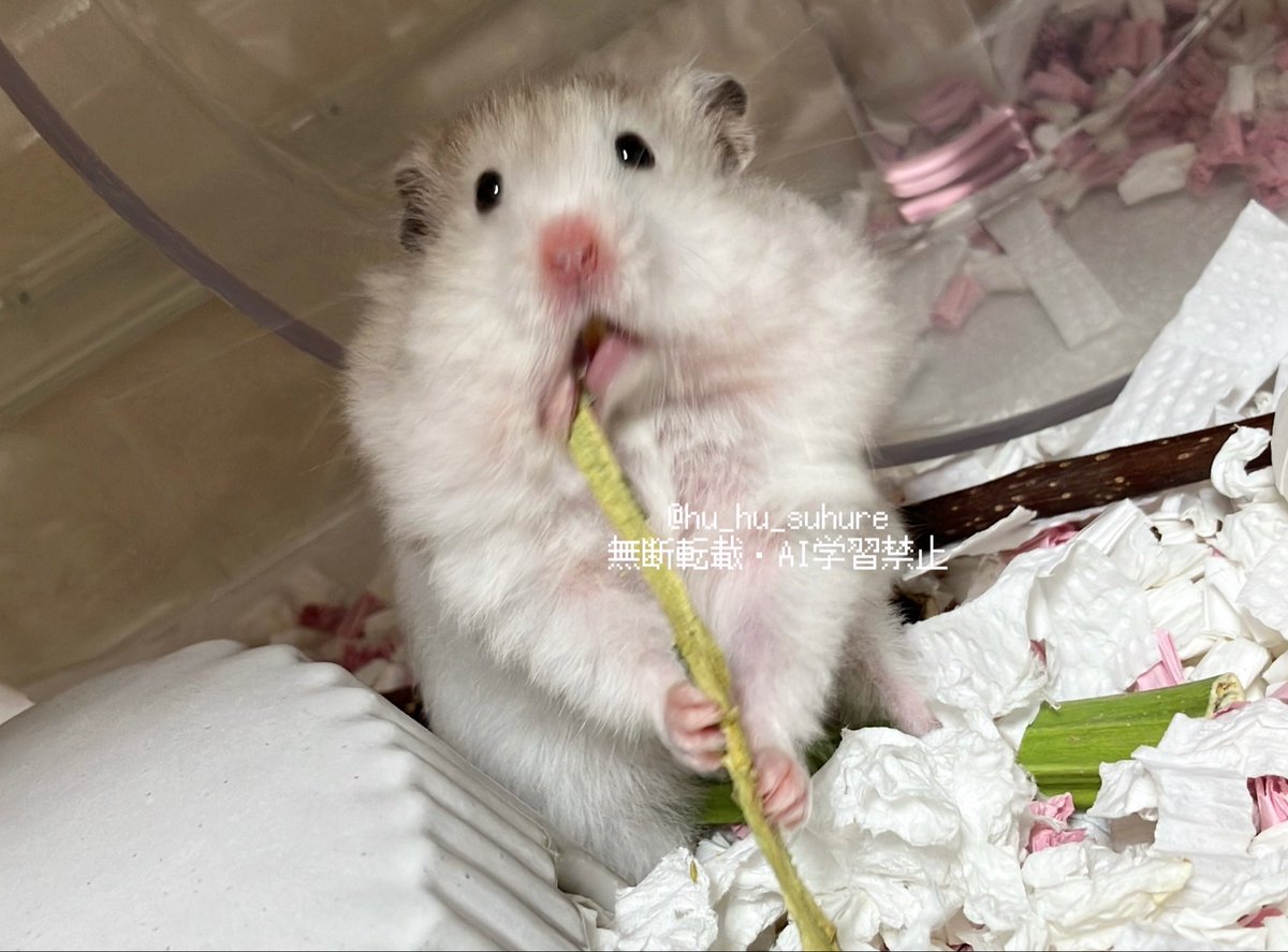 ふわふわすふれ🌏ﾌﾟﾘﾊﾑ星💛 tweet media