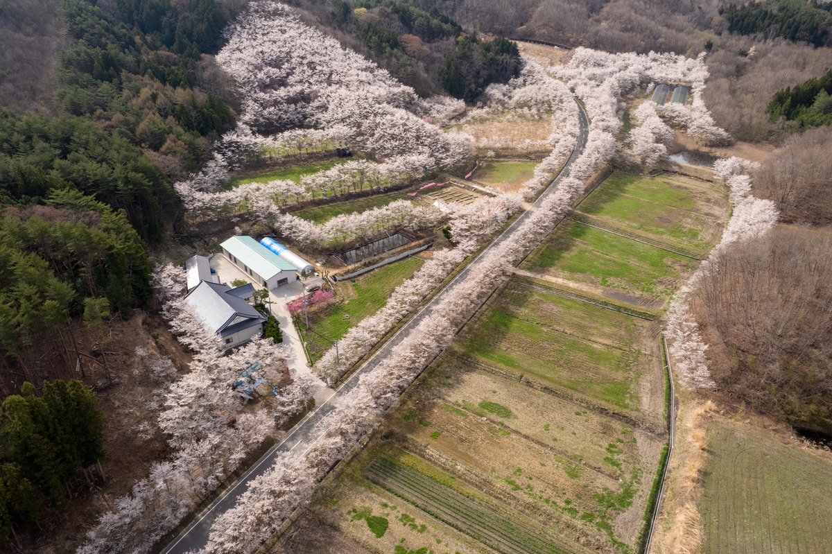 BeKo l 福島の人 tweet media