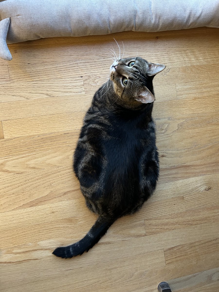 Maurizio Scaltriti tweet media