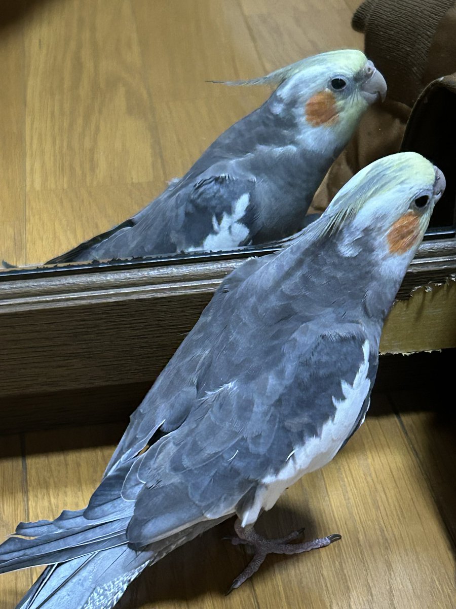 i_li_ke_hot_dog's tweet photo. ⚠️【インコを探しています】⚠️ 拡散希望⚠️

日時:4月16日16:45〜

場所:茨城県ひたちなか市はしかべ

名前:大吉

全長30センチ程・グレーと白黄・ノーマルのオカメインコ
羽根が半分切られてます
見かけたらご連絡お願いします

#迷子鳥
#インコ 
#オカメインコ 
#迷子ペット 
#拡散希望 
#茨城県 https://t.co/3ItgSP46O7