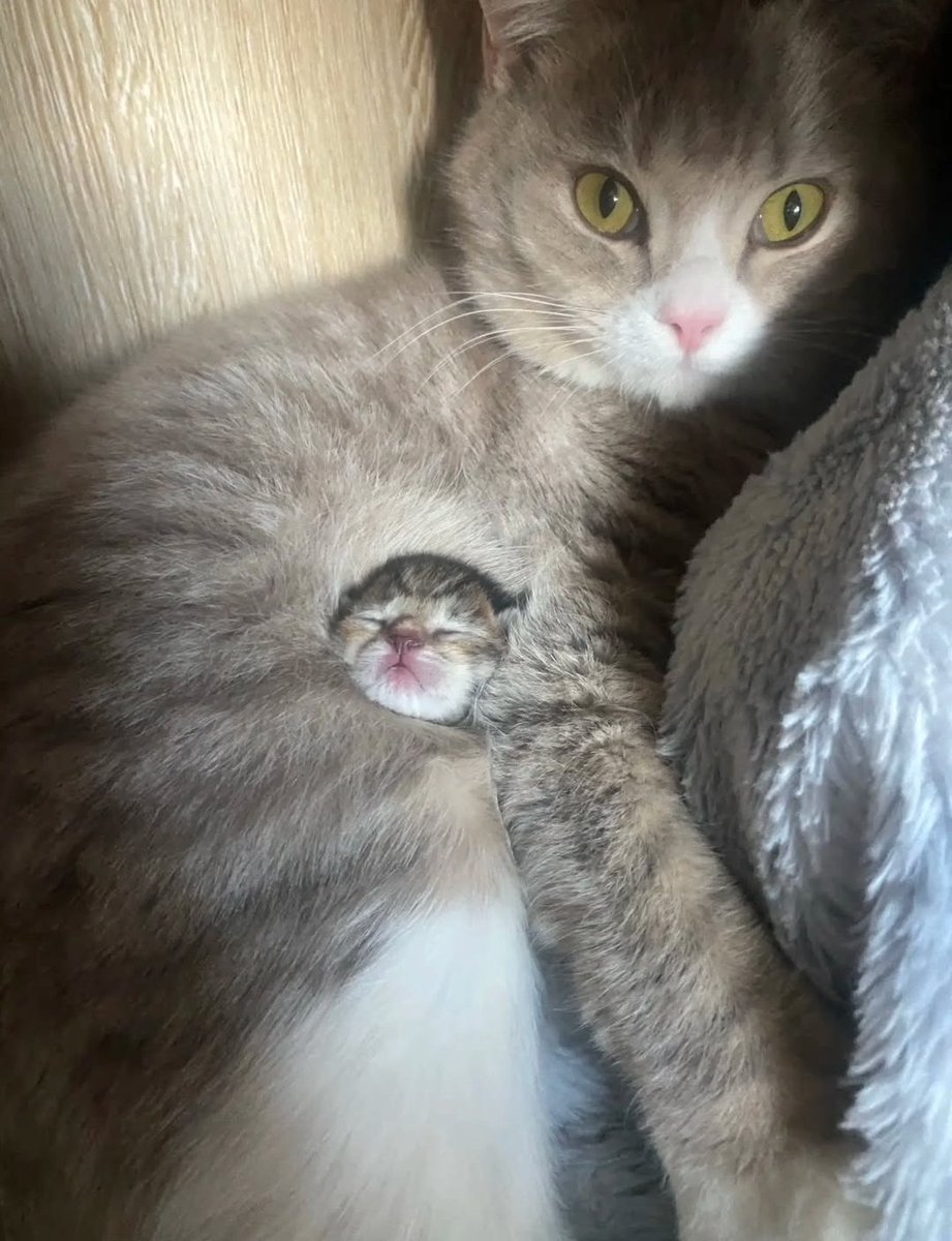 Daily Cat Posts tweet media