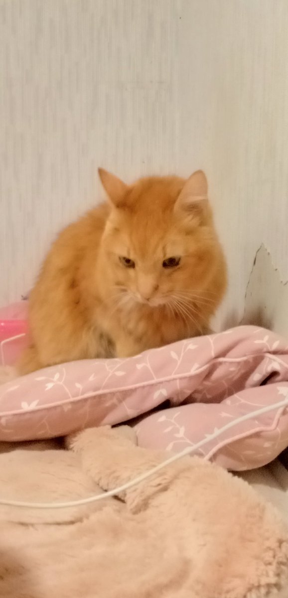 天藍(四猫日和) tweet media