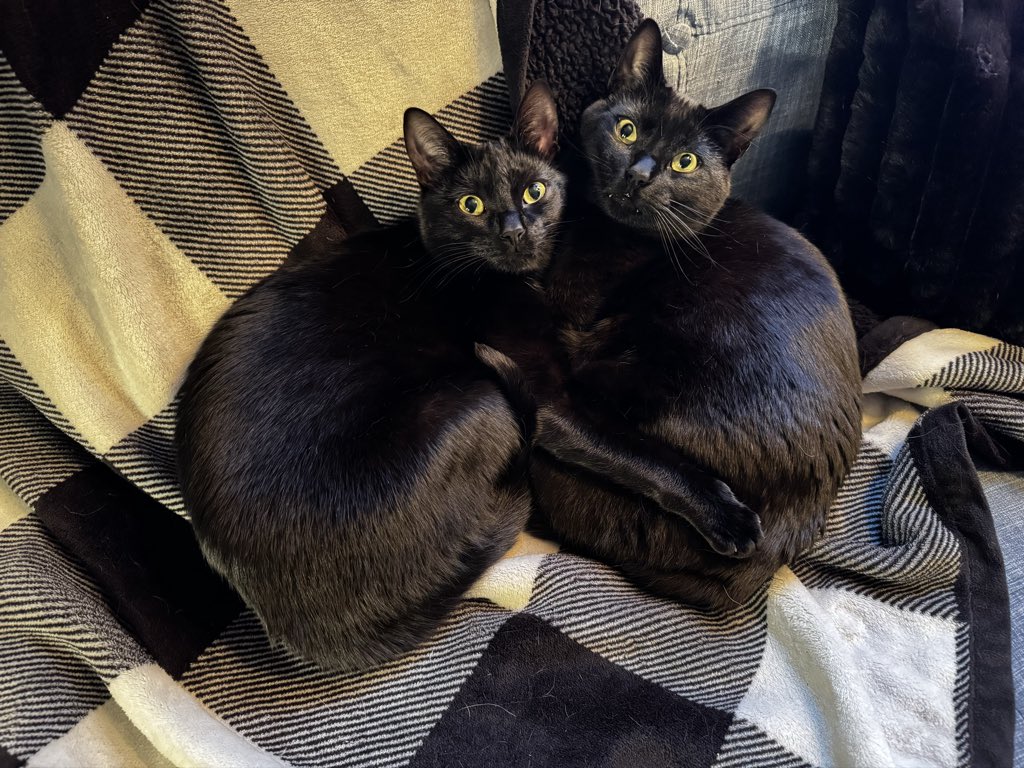 кatⱠink ˎˊ˗ tweet media